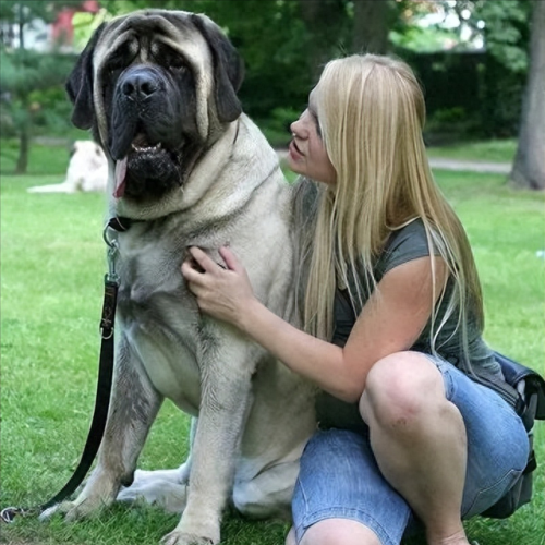 世界十大巨型犬排行榜排名(世界十大大型犬排名)插图1