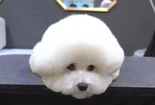 狗狗土狗寿命十大排行榜(土狗为什么寿命这么长)插图8 狗狗土狗寿命十大排行榜(土狗为什么寿命这么长)插图8