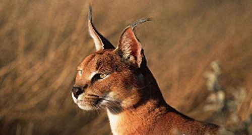 世界十大禁养名猫排行榜(十大名猫和十大禁养名猫)插图6