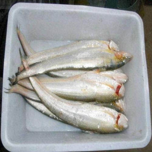 十大土豪鱼排行榜最新视频(雷龙鱼十大禁忌)插图3