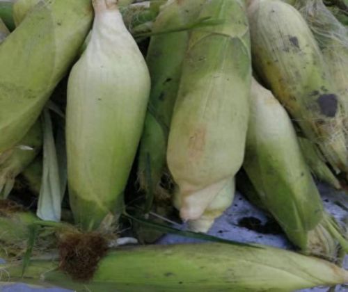 香坊区生态农场排名前十(成都生态农场排行榜)插图30 香坊区生态农场排名前十(成都生态农场排行榜)插图30