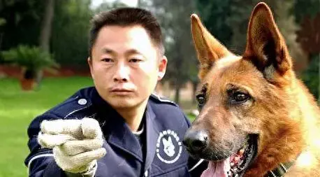 全国十大神犬排行榜最新(神犬追风)