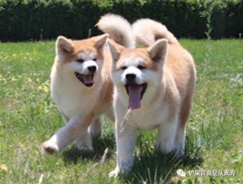 十大最萌的小宠排行榜(十大最萌的仓鼠排行榜)