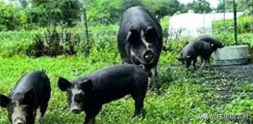 十大珍贵的猪肉排行榜图片(猪肉零食排行榜前十名)插图3