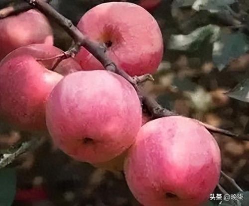 沈阳庄河饭店排名前十(庄河好的饭店有什么)插图8 沈阳庄河饭店排名前十(庄河好的饭店有什么)插图8