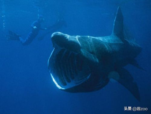 世界最强的十大鲨鱼排行榜(十大温柔的鲨鱼)插图7