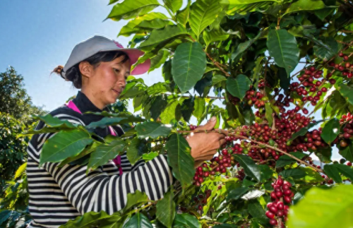 咖啡产地售价排名前十(日本咖啡ucc产地)插图3 咖啡产地售价排名前十(日本咖啡ucc产地)插图3