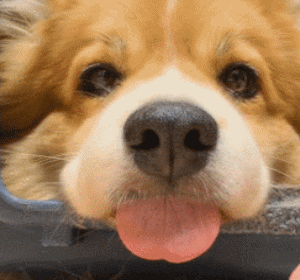 娱乐圈十大宠物排行榜最新(北京圈内人养宠物的明星)插图