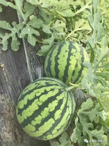 西瓜品种大小十大排行榜(露天西瓜哪个品种好)插图2