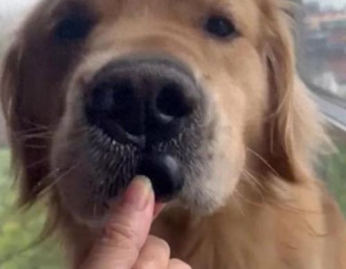 狗狗土狗寿命十大排行榜(土狗为什么寿命这么长)插图5 狗狗土狗寿命十大排行榜(土狗为什么寿命这么长)插图5