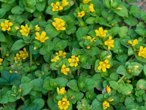 排石中药十大排行榜(化结石最快的茶)插图5