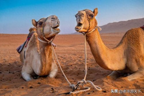 国内沙漠古城排名前十(青海所有沙漠排名)插图24 国内沙漠古城排名前十(青海所有沙漠排名)插图24