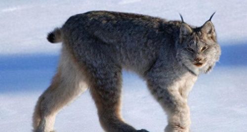 世界十大禁养名猫排行榜(十大名猫和十大禁养名猫)插图1