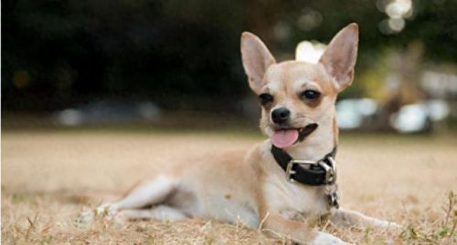 十大不能买的狗狗排行榜(狗狗罐头排行榜前十名)插图2