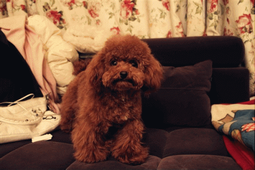 十大不能买的狗狗排行榜(狗狗罐头排行榜前十名)插图3