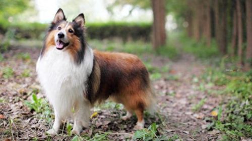 十大最吵架的狗排行榜名字(十大最委屈的狗排名)插图1 十大最吵架的狗排行榜名字(十大最委屈的狗排名)插图1