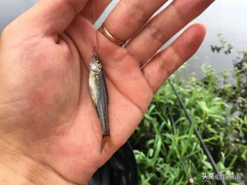 十大野钓闹窝排行榜(野钓排名第一的鱼饵)插图3