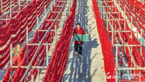 国内辣椒种植排名前十(各省种植辣椒量排名)插图5