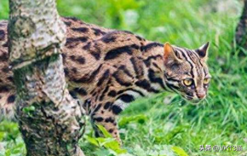 凶猛的猫十大排行榜(十大品牌猫)插图3