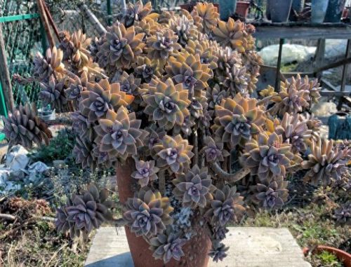 十大最美老桩多肉排行榜(大老桩多肉)插图7