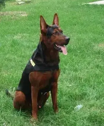 全国十大神犬排行榜最新(神犬追风)插图4 全国十大神犬排行榜最新(神犬追风)插图4