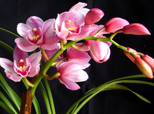 春节摆花卉十大排行榜(春节花卉宣传语)插图3