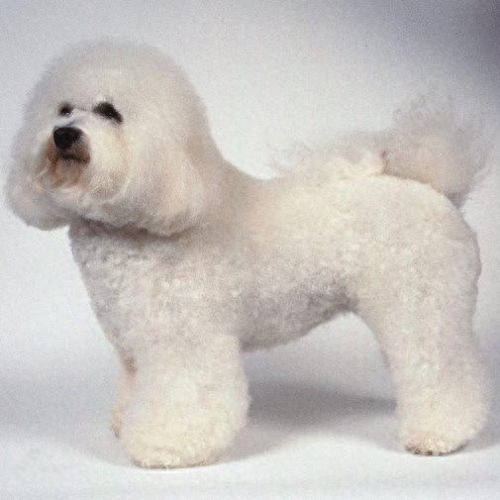 新手养狗狗十大排行榜(比较推荐养的十大狗狗)