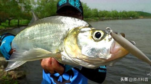 最贵的中餐食材排行榜十大(最贵的食材排行榜前十名)插图16 最贵的中餐食材排行榜十大(最贵的食材排行榜前十名)插图16