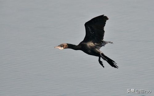 十大粘人鸟排行榜(排名前10最粘人的动物)插图7 十大粘人鸟排行榜(排名前10最粘人的动物)插图7