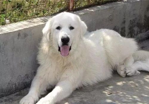 十大忠诚犬排行榜(凶猛又忠诚的大型犬)插图14