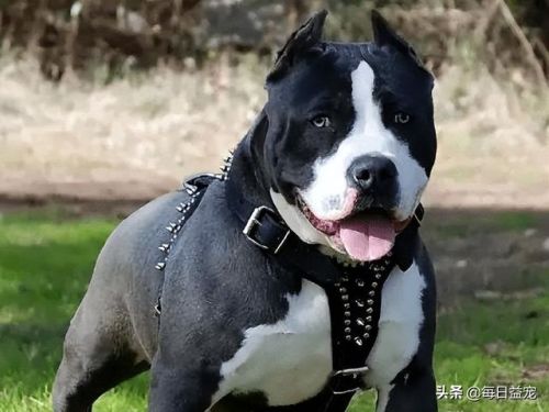 世界十大禁犬排行榜(中国十大禁养犬分别是)插图 世界十大禁犬排行榜(中国十大禁养犬分别是)插图