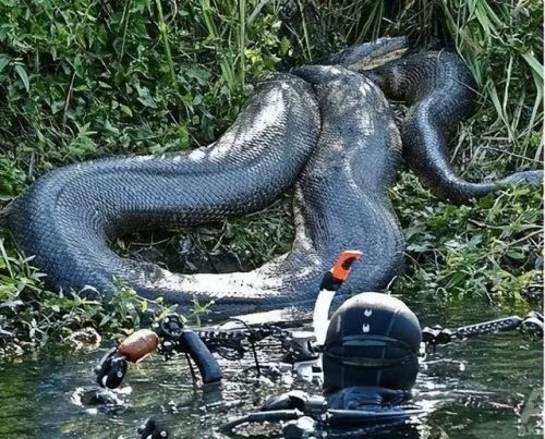 史上最大的动物排行榜(世界上最大的动物 前十名)插图15 史上最大的动物排行榜(世界上最大的动物 前十名)插图15