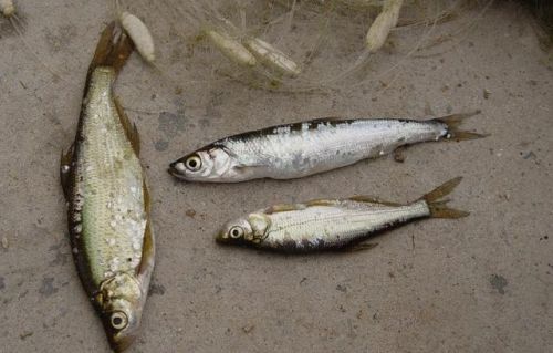 中国最好吃的鱼排行榜(十大营养价值最高的鱼)插图3