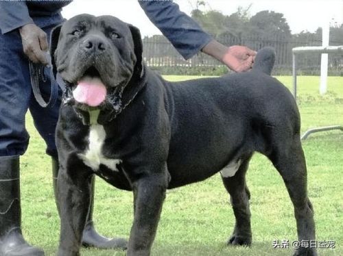 世界十大禁犬排行榜(中国十大禁养犬分别是)插图6 世界十大禁犬排行榜(中国十大禁养犬分别是)插图6