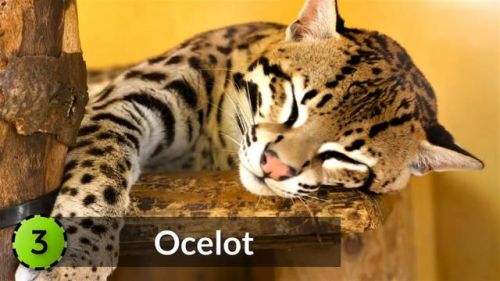 最强的猫科动物排行榜(所有猫科动物实力排名)插图19