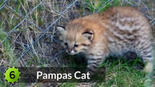 最强的猫科动物排行榜(所有猫科动物实力排名)插图10