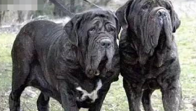 中大型犬排行榜(中型犬品种大全 排名)插图6