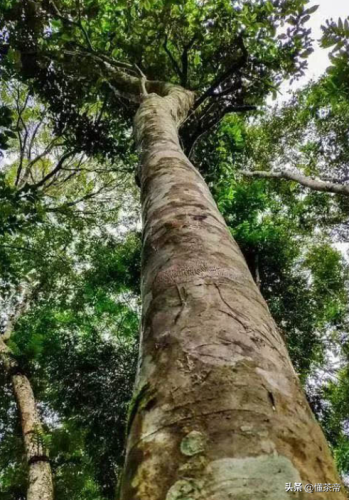 最贵的普洱茶叶排行榜(最贵的普洱茶多少钱一饼)插图4
