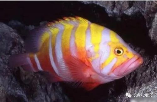 十大观赏鱼价格排行榜(世界十大最贵的鱼排名)插图7 十大观赏鱼价格排行榜(世界十大最贵的鱼排名)插图7
