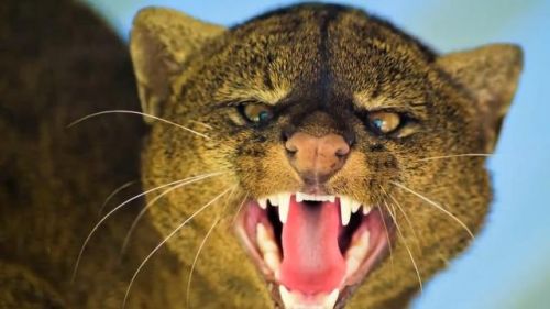 最强的猫科动物排行榜(所有猫科动物实力排名)插图6