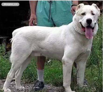 中大型犬排行榜(中型犬品种大全 排名)插图11