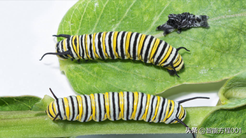 食欲排行榜(什么东西抑制食欲最强)