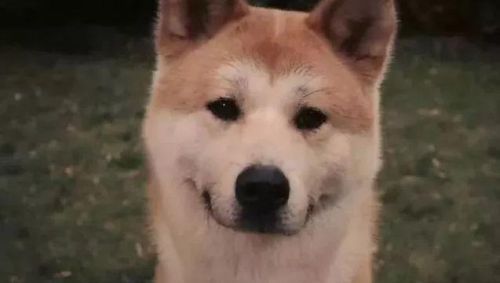 十大忠诚犬排行榜(凶猛又忠诚的大型犬)插图4