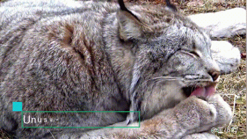 最强的猫科动物排行榜(所有猫科动物实力排名)插图1