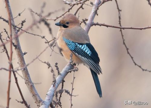十大粘人鸟排行榜(排名前10最粘人的动物)插图5 十大粘人鸟排行榜(排名前10最粘人的动物)插图5
