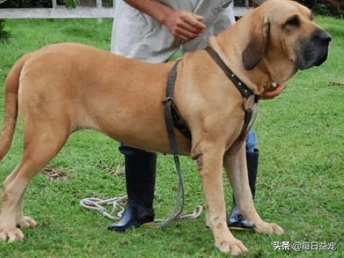 世界十大禁犬排行榜(中国十大禁养犬分别是)插图2 世界十大禁犬排行榜(中国十大禁养犬分别是)插图2