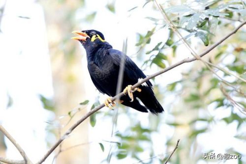 十大粘人鸟排行榜(排名前10最粘人的动物)插图3 十大粘人鸟排行榜(排名前10最粘人的动物)插图3