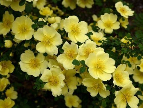 蔷薇排行榜(蔷薇品种大全名称)