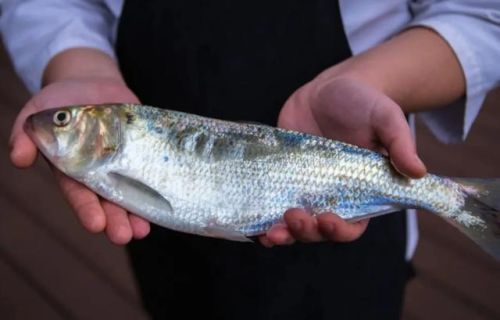 中国最好吃的鱼排行榜(十大营养价值最高的鱼)插图9