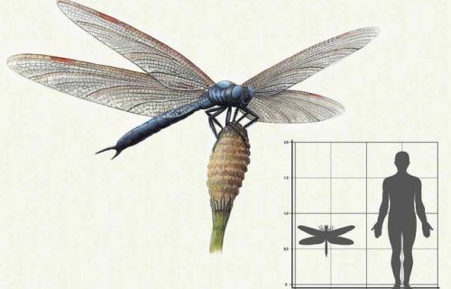 十大巨兽排行榜国语版(全球十大猛兽)插图1